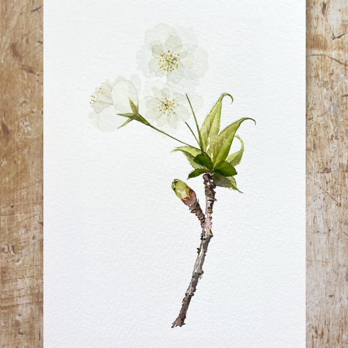 How to paint white cherry blossom