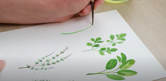 watercolour herbs