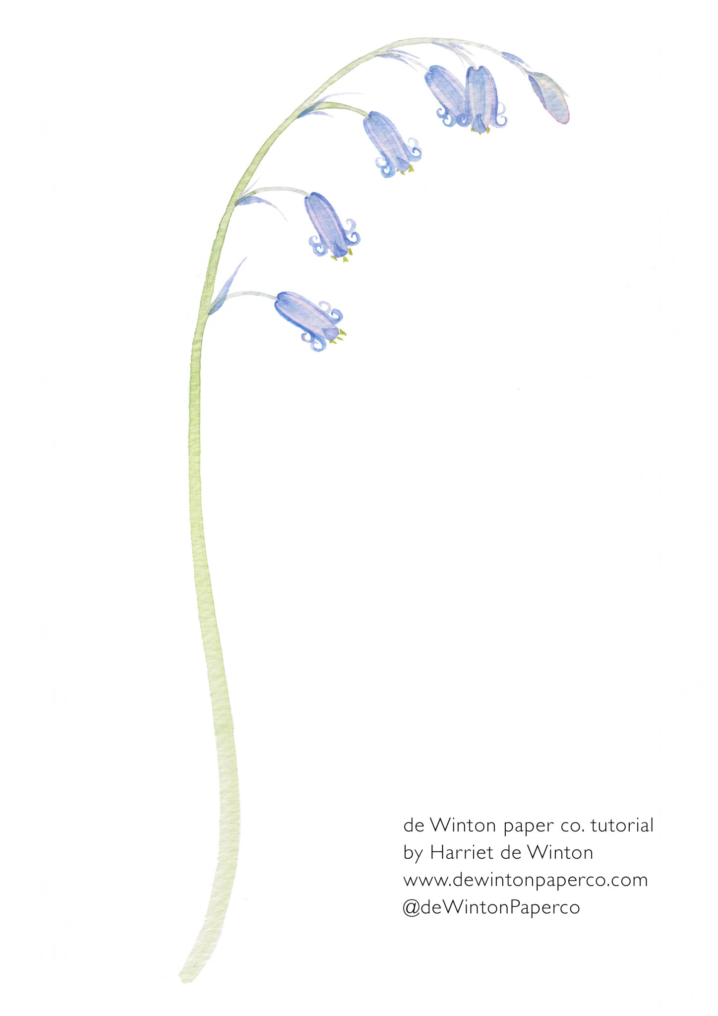 bluebell worksheet, bluebell floral tutorial, bluebell watercolour tutorial, bluebell art, floral art work, floral art tutorial, floral tutorial, flower watercolour tutorial