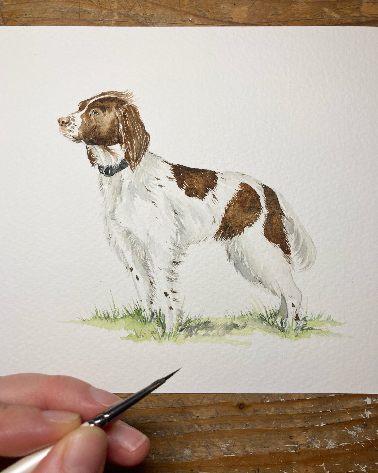 Commissioned Artwork, commissioned watercolour, dog portrait, animal portrait