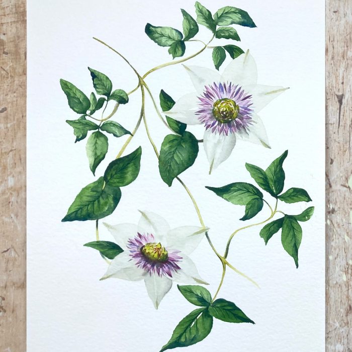 watercolour painting clematis