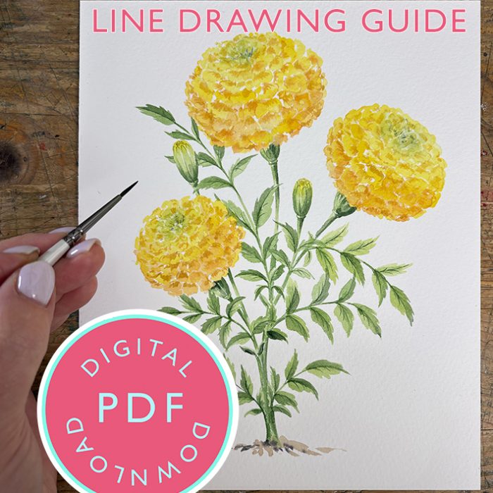 Marigold line drawing Youtube 11th August Tutorial Line Drawing Guide (Digital Download)